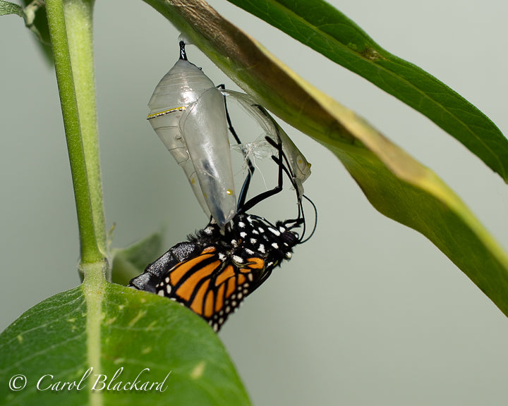 Raising a Single Monarch – Carol Blackard Photography