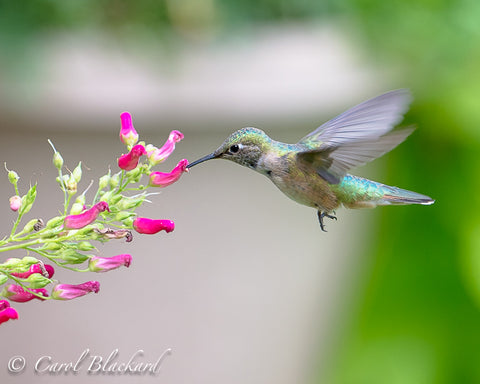 Hovering hummingbird feeding from red tubular flowers