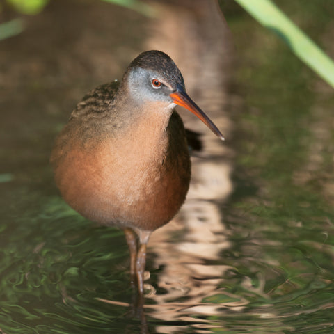 Beautiful wetland bird