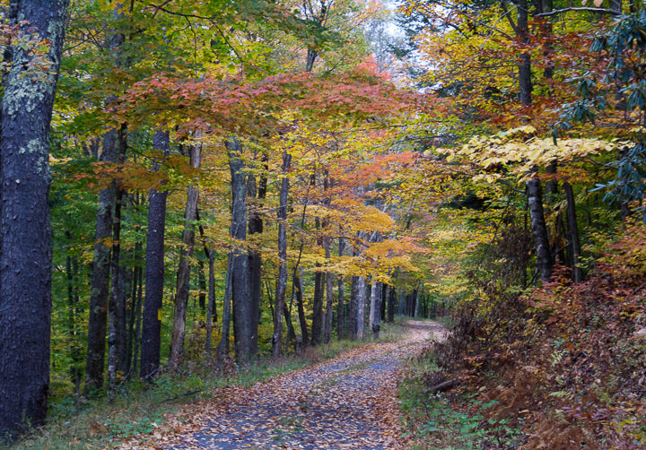Virginia Fall Forest Landscape