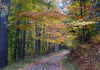 Virginia Fall Forest Landscape