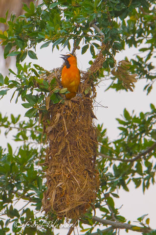 Oriole with open beak on long massive hanging nest