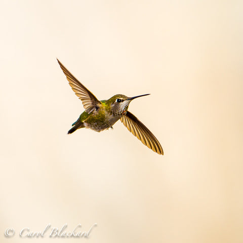 Anna's Hummingbird in flight, California