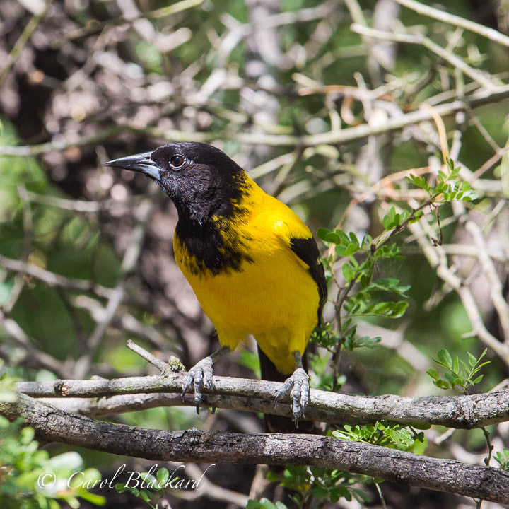 Audubon's Oriole yellow and black