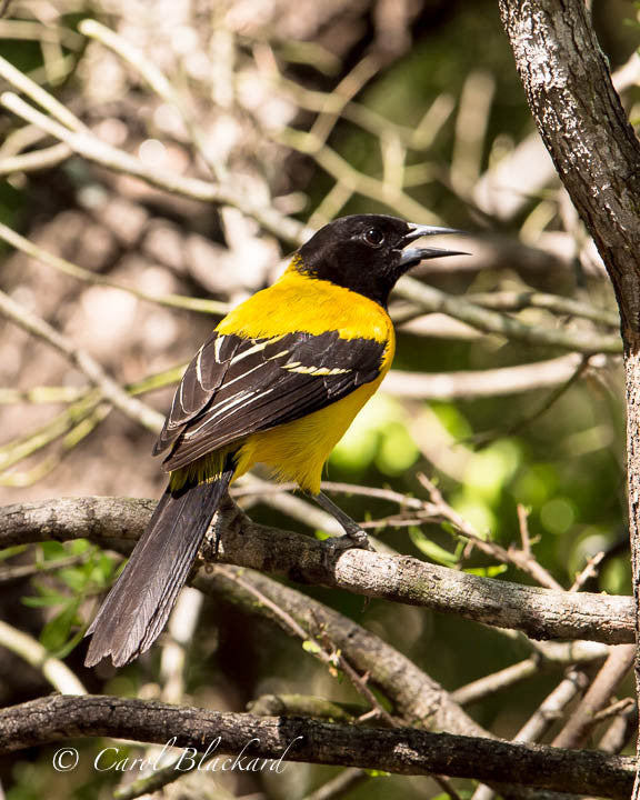 Audubon's Oriole bird yellow back showing