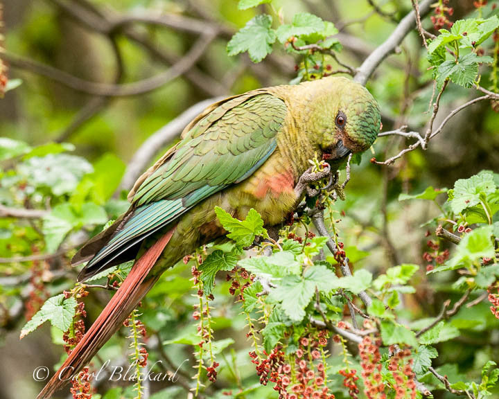 Green and rufous parakeet eating hanging buds