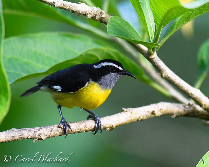 Yellow and black bird with white stripe on head