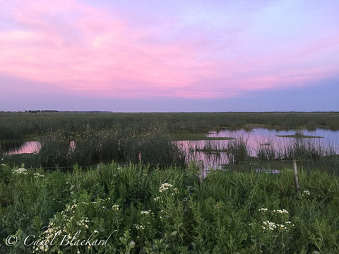 Gorgeous pink and blue sunset over reflective marsh