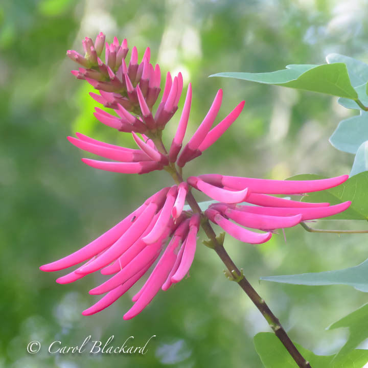 Pink flower with spike petals