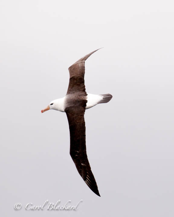 Large soaring albatross bird