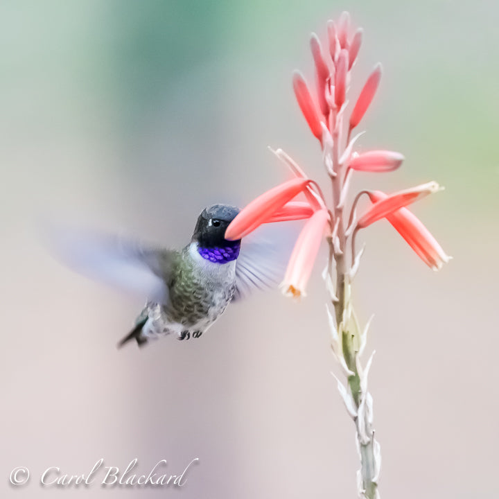 Purple-throated Hummingbird