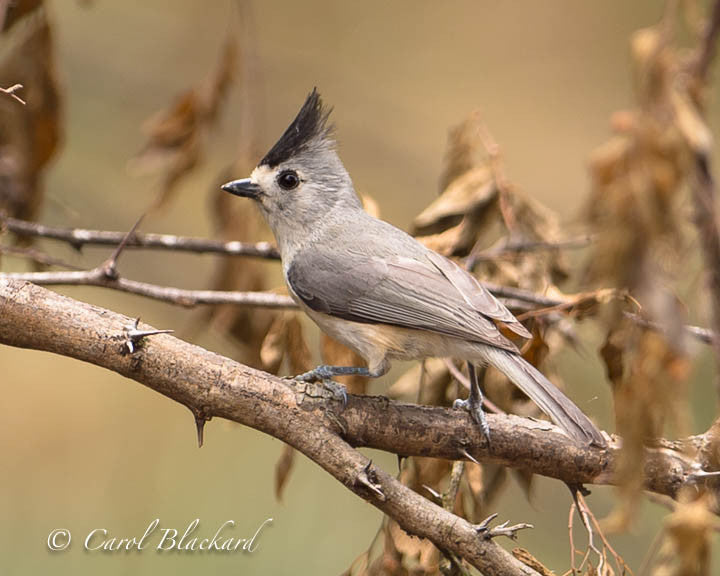 Titmouse bird with black crest on branch