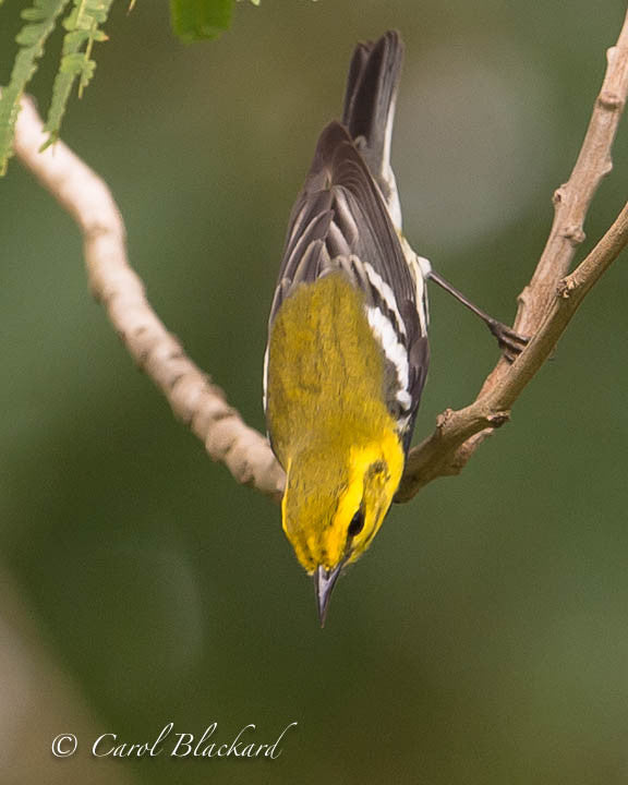Warbler bird facing straight down on branch