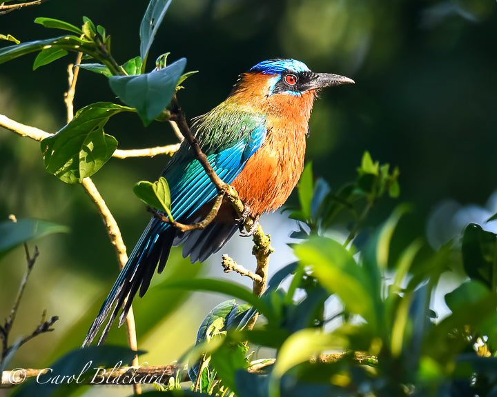 Blue-crowned Motmot