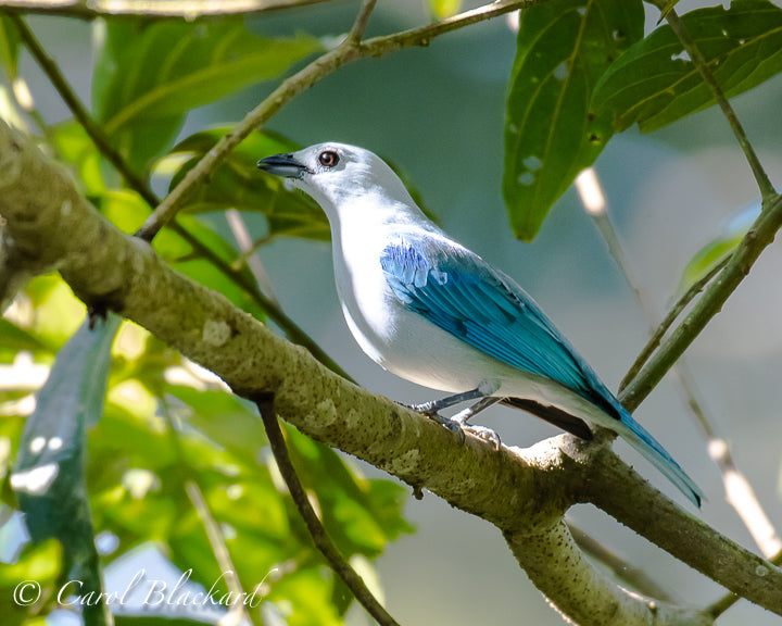Multiple blue colors on bird