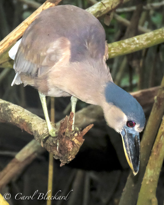Boat-billed Heron, peering into water with his red eye, Mexico
