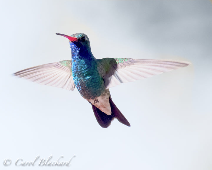 Blue, purple and green hummingbird