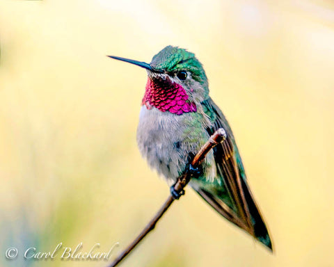 Broad-tailed Hummingbird, against yellow, Colorado mountains