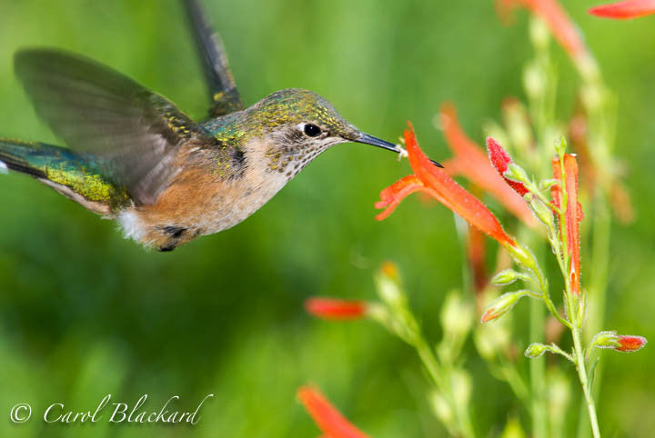 Broad-tailed Hummingbird, banking into flower, Colorado