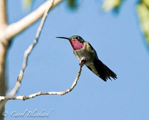 Broad-tailed Hummingbird, against blue, Colorado