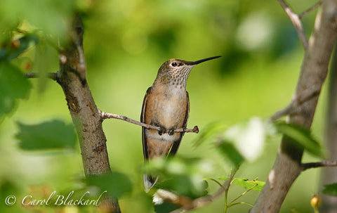 Broad-tailed hummingbird, perched my back yard, Colorado