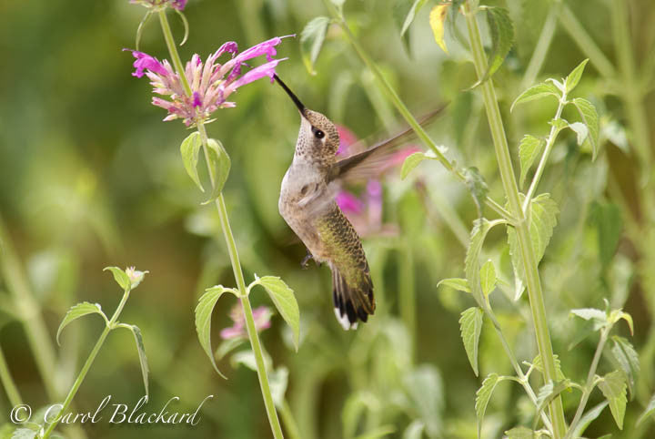 Broad-tailed Hummingbird, vertical approach to Agastache