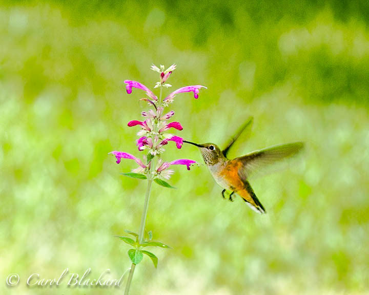 Broad-tailed Hummingbird at Agastache, against green space, Colorado