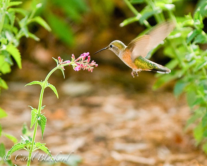 Broad-tailed Hummingbird horizontal approach to Agastache, Colorado