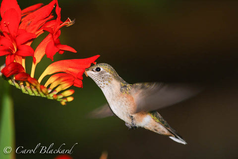 Broad-tailed Hummingbird, bill buried in Crocosmia, Colorado back yard