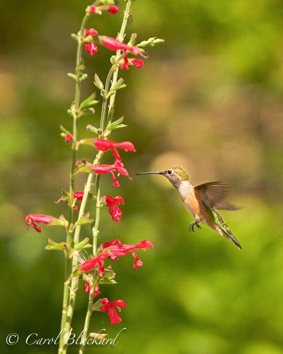 Broad-tailed Hummingbird, side angle, at Mexican Sage