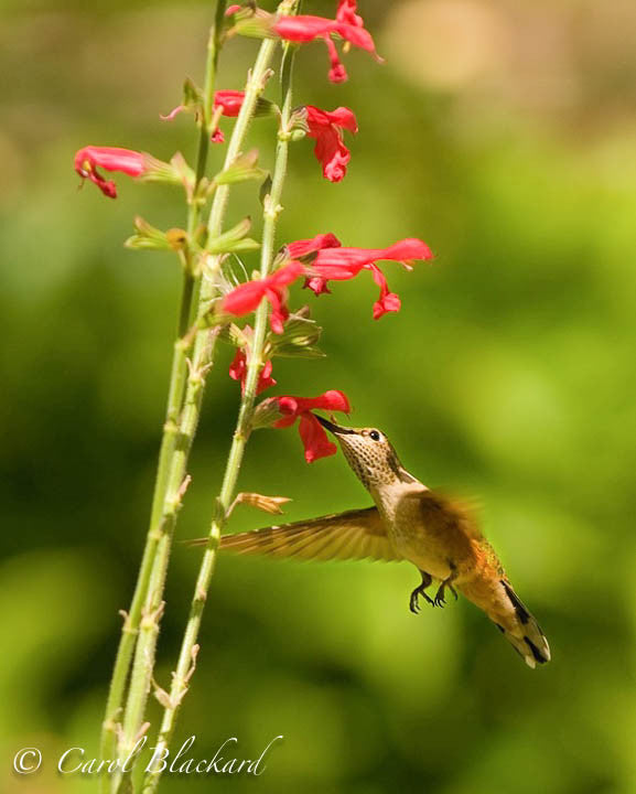 Broad-tailed Hummingbird, reaching up, at Mexican Sage
