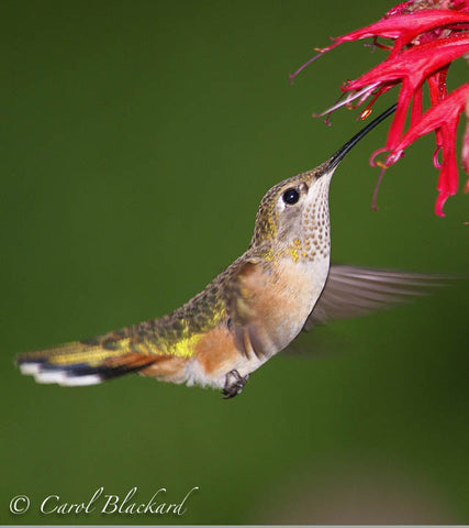 Broad-tailed Hummingbird at Monarda, curved angle, Colorado