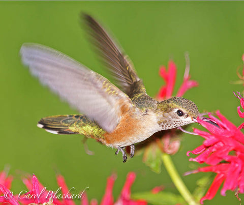 Broad-tailed Hummingbird at Monarda, wings back, Colorado back yard