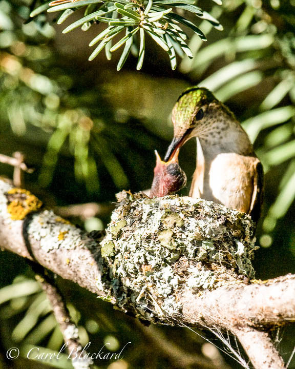 Broad-tailed Hummingbird feeding hatchling, Colorado