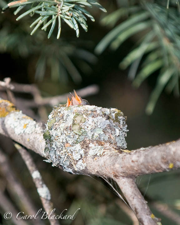 Broad-tailed Hummingbird hatchlings, Sangre de Cristo Mtns, CO