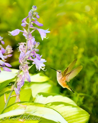 Broad-tailed Hummingbird on Hostas