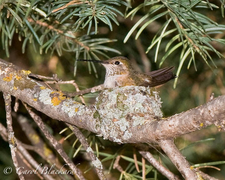 Broad-tailed Hummingbird on nest, Sangre de Cristo Mountains, Colorado