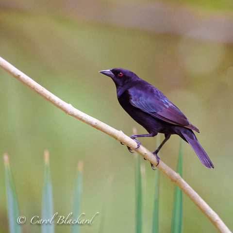 Red-eyed black bird on diagonal branch