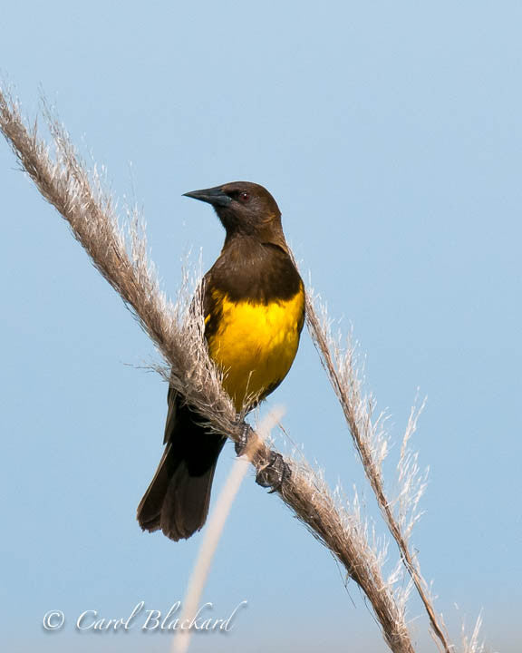 Brown and yellow marsh bird on a wispy stalk