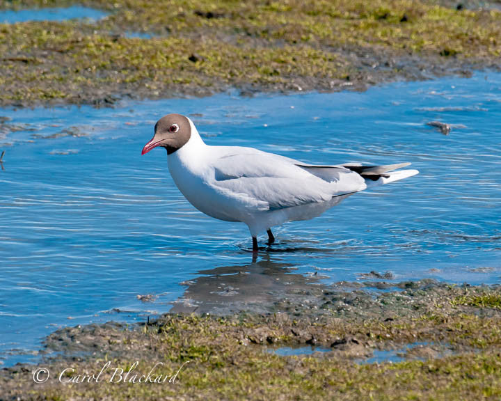 Brown-headed white gull standing in blue water