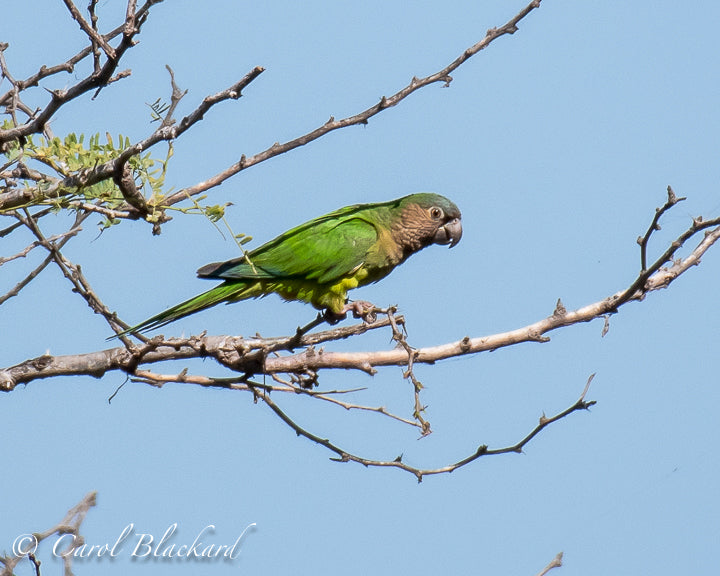 Brown and green parakeet