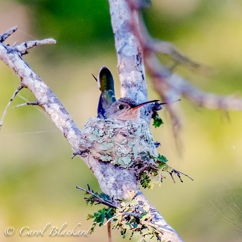 Buffy Hummingbird on nest
