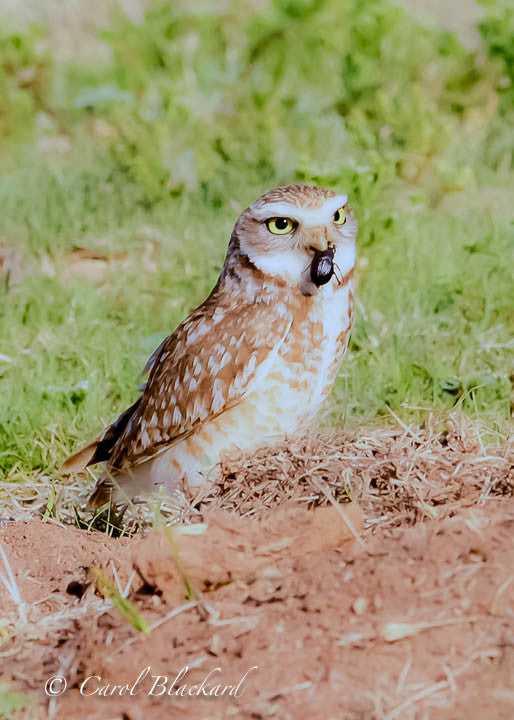 Burrowing Owl with beetle in beak on ground