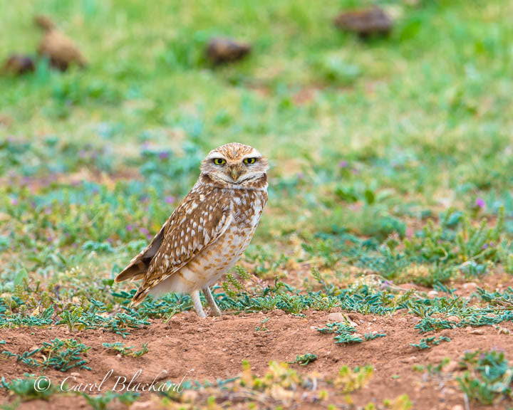 Burrowing Owl w yellow eyes standing on ground  