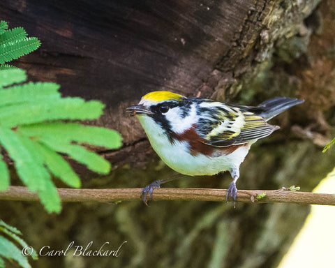 Chestnut-sided Warbler bird on branch with insect