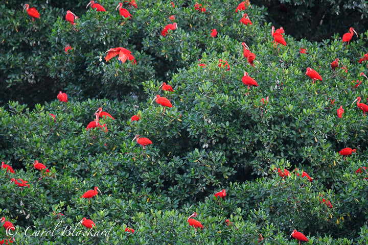 Bright red ibis bird roosting in green mangrove trees.