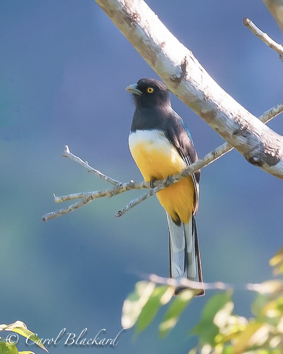 Yellow breasted trogon bird perched with front showing.