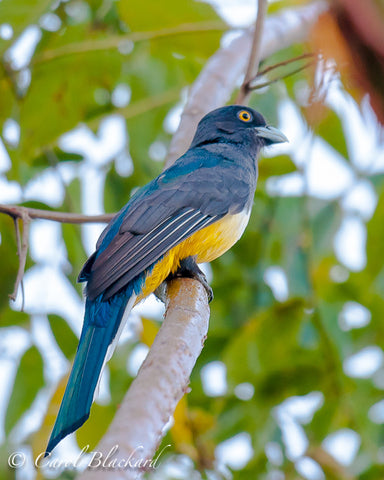 Yellow-bellied trogon with teal and navy back and yellow eye.