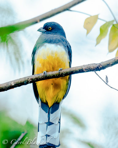 Frontal view of trogon bird with yellow belly.