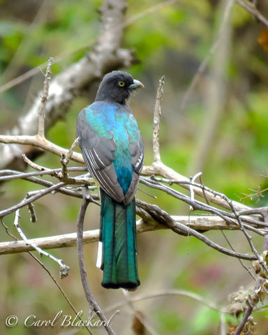 Trogon seen from the back